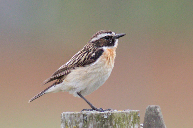 Winchat (male) / Buskskvtta (hane)