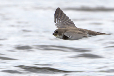 Sand Martin / Backsvala