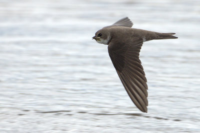 Sand Martin / Backsvala