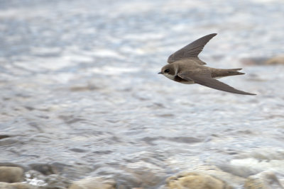 Sand Martin / Backsvala