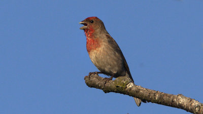 Common Rosefinch / Rosenfink (male/hane)