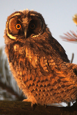 Long-eared Owl / Hornuggla