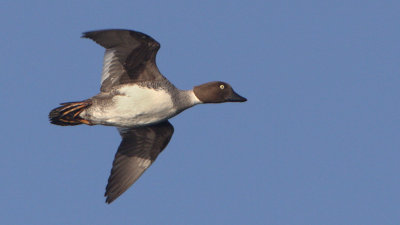 Common Goldeneye (female) / Knipa (hona)