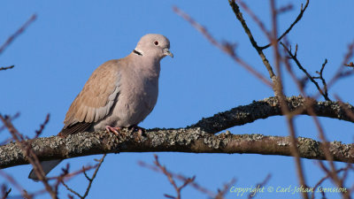 Eurasian Collared Dove / Turkduva
