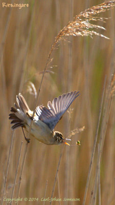 Eurasian Reed Warbler / Rrsngare