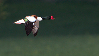 Common Shelduck / Gravand