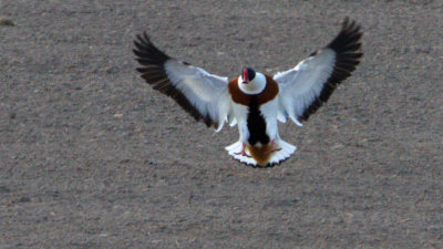 Common Shelduck / Gravand