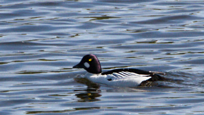 Common Goldeneye (male) / Knipa (hane)