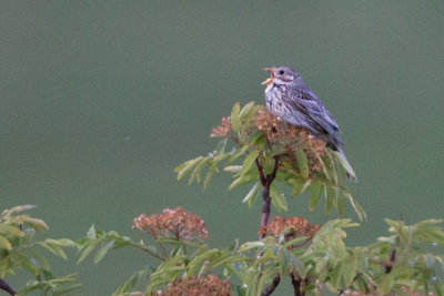Corn Bunting / Kornsparv