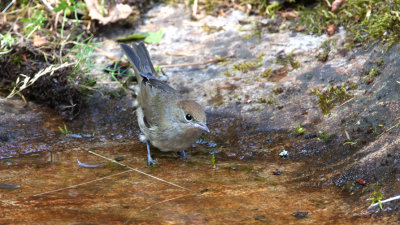 Blackcap (female) / Svarthtta (hona)