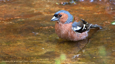 Common Chaffinch (male) / Bofink (hane)