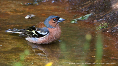 Common Chaffinch (male) / Bofink (hane)