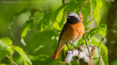 Common Redstart / Rdstjrt