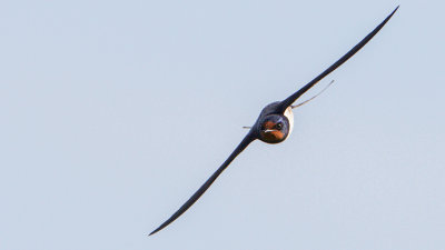 Barn Swallow / Ladusvala