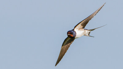 Barn Swallow / Ladusvala