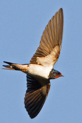 Barn Swallow / Ladusvala