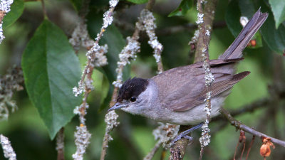 Blackcap (male) / Svarthtta (hane)