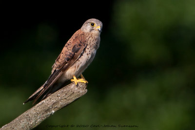 Common Kestrel / Tornfalk