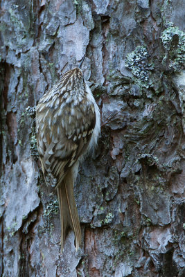 Eurasian treecreeper