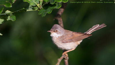 Common Whitethroat / Trnsngare