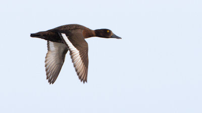 Tufted Duck / Vigg