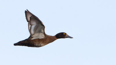 Tufted Duck / Vigg