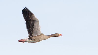 Greylag Goose / Grgs