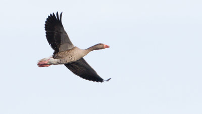 ::Greylag Goose / Grågås::