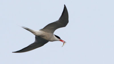 Fisktrna (Common Tern)