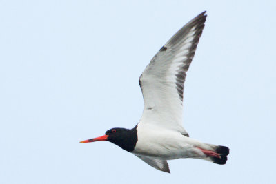 Eurasian Oystercatcher / Strandskata