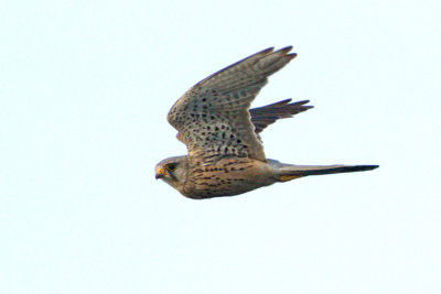 Common Kestrel / Tornfalk