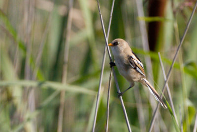 Bearded Reedling / Skggmes