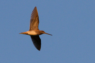 Enkelbeckasin (Common Snipe)