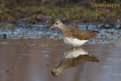 Skogssnppa (Green Sandpiper)