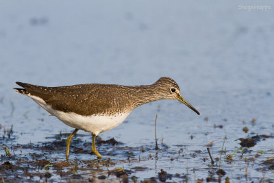 Skogssnppa (Green Sandpiper)