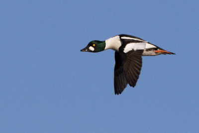 Common Goldeneye / Knipa