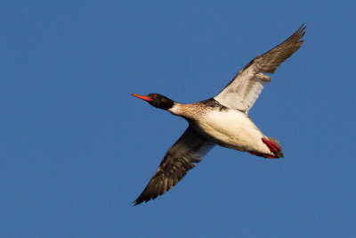 Red-breasted merganser (male) / Smskrake (hane)