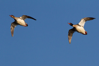 Red-breasted merganser (female+male) / Smskrake (hona+hane)
