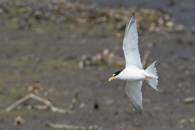 Smtrna / Little tern