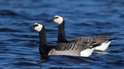 Barnacle Goose / Vitkindad Gs