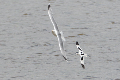 Skrflcka / Pied avocet