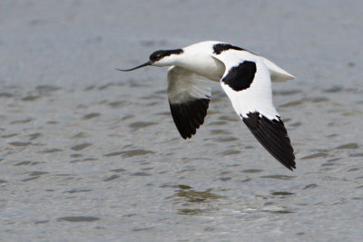 Skrflcka / Pied avocet
