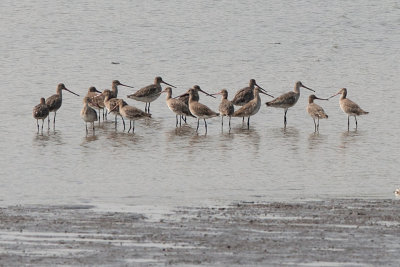 Asian Dowitchers