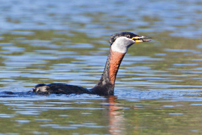 Grhakedopping / Red-necked grebe 