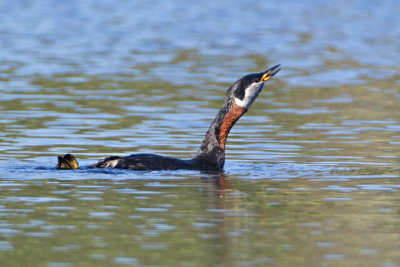 Grhakedopping / Red-necked grebe 