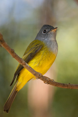 Grey-headed Canary Flycatcher