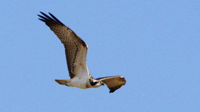 Fiskgjuse / Osprey