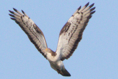 European Honey Buzzard / Bivrk