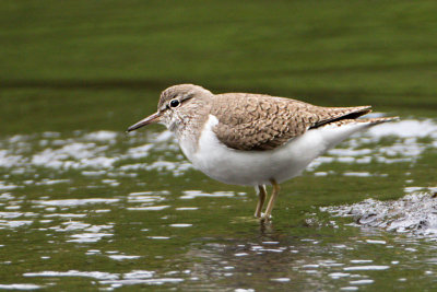 Drillsnppa / Common Sandpiper