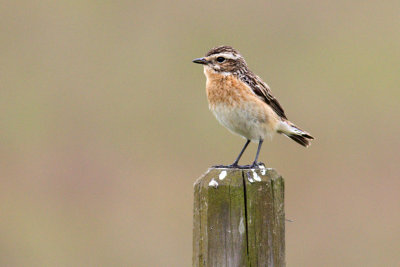 Winchat (female) / Buskskvtta (hona)